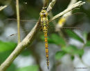 Southern Migrant Hawker female