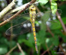 Southern Migrant Hawker female