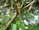 Southern Migrant Hawker female