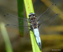 Scarce Chaser male