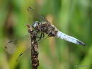 Scarce Chaser male, Libellule fauve