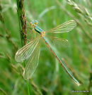 Southern Emerald female teneral