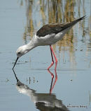 Black-winged Stilt female