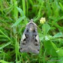 Setaceous Hebrew Character Xestia c-nigrum 