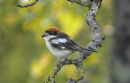 Woodchat Shrike, Pie-grieche a tete rousse, male 