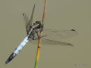 White-tailed skimmer male