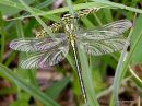 Western Clubtail female teneral