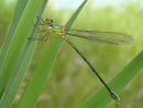 Willow Emerald female