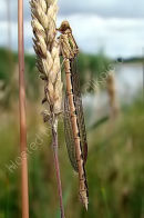 Winter Damselfly female 