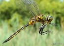Yellow-spotted Emerald male
