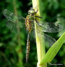 Yellow-spotted Emerald male