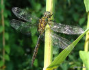 Yellow-spotted Emerald male, Cordulie a taches jaunes