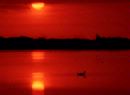 Swan Lake (1002)