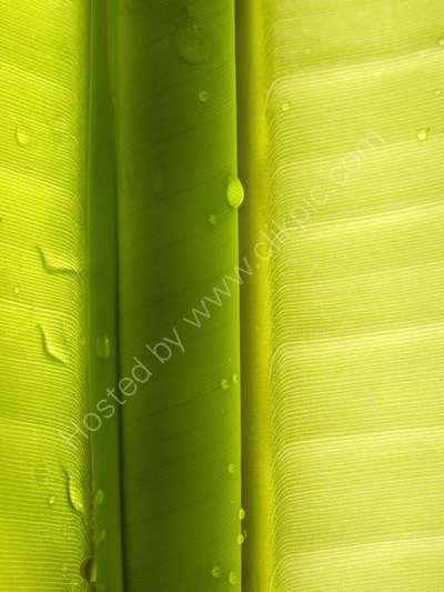 Drops (3667)