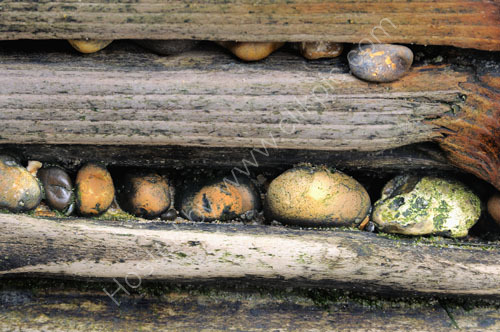 5137 (Pebbles at Reculver)