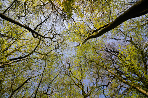 Trees (8811)