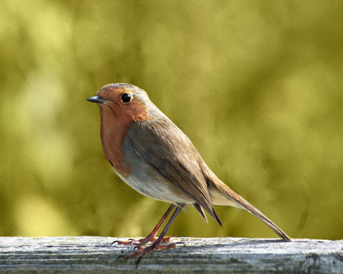 Robin (3333)