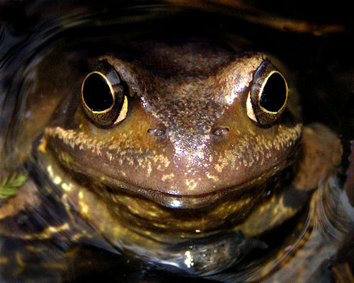 Happy Frog (LW9901)