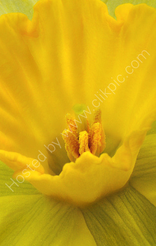 Daffodil (4099)