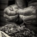 Peeling Prawns (Germany, 2011)