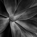 Agave Attenuata (France, 2009)