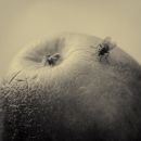 Still Life With Fly (Studio, 2010)