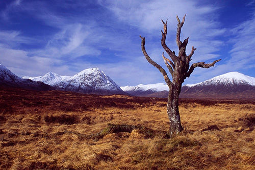 The Sentinel