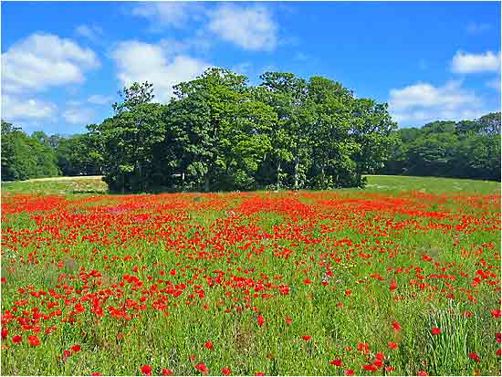 Poppies on Sewerby Cliffs