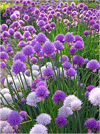 Chives