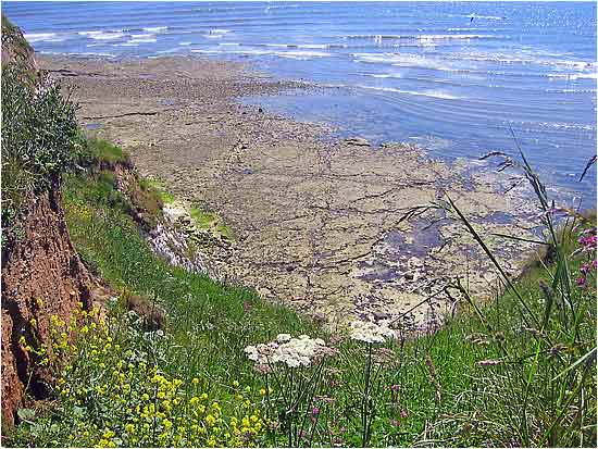 Floowers at Flamborough Head