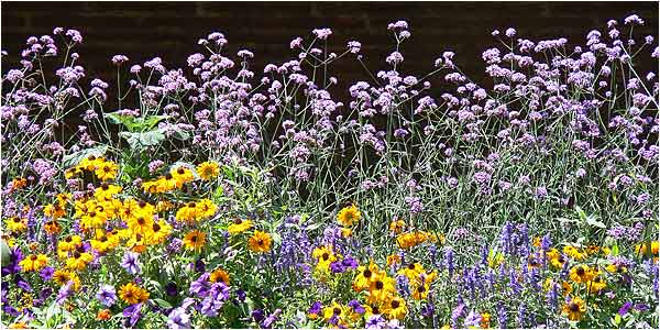 Flowers at Perpignan