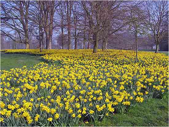 Marie Curie Daffodils, Sewerby