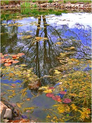 Reflections