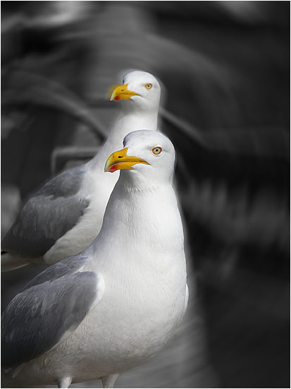 Gulls in Bridlington Harbour
