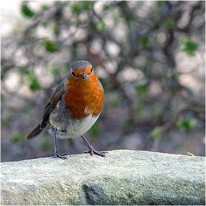 Robin