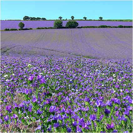 Fields of Borage 