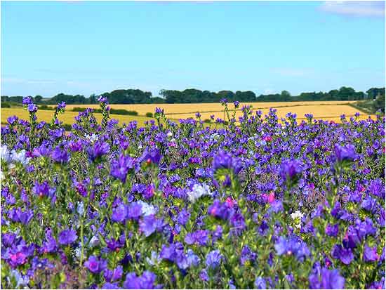 Borage
