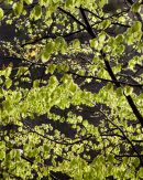 Beech Light