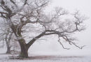 The Big Oak