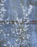 Blackthorn Blur