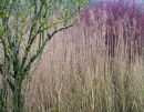 Winter Texture and Colour
