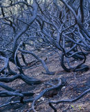 Nest of Vipers
