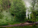 Charcoal Burner in Millington Woods