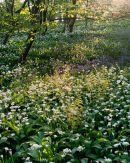 Spring Woodland