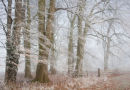 Sugar Coated Beeches