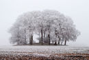 Garrowby Hoar Frost