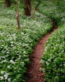 The Winding Path
