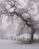 The Little Oak