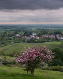 The Pink Hawthorn