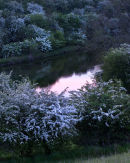 Pond Hawthorns
